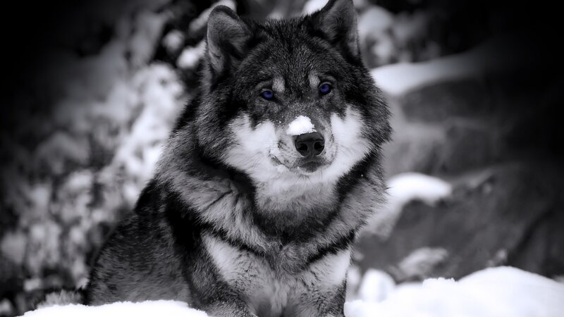 Wolf in Snow — Black, Dramatic, Winter, Photograph