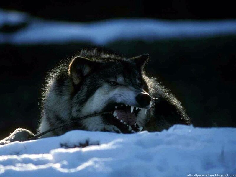 Wolf in Snow — Black, Dramatic, Winter