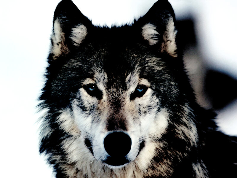 Wolf in Snow — Black, Intense