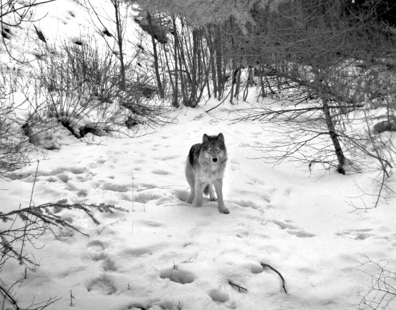 Wolf in Snow — Black, Neutral