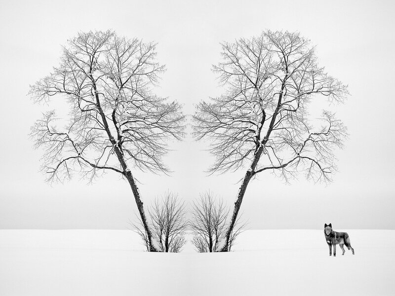 Wolf in Snow — Black, Serene