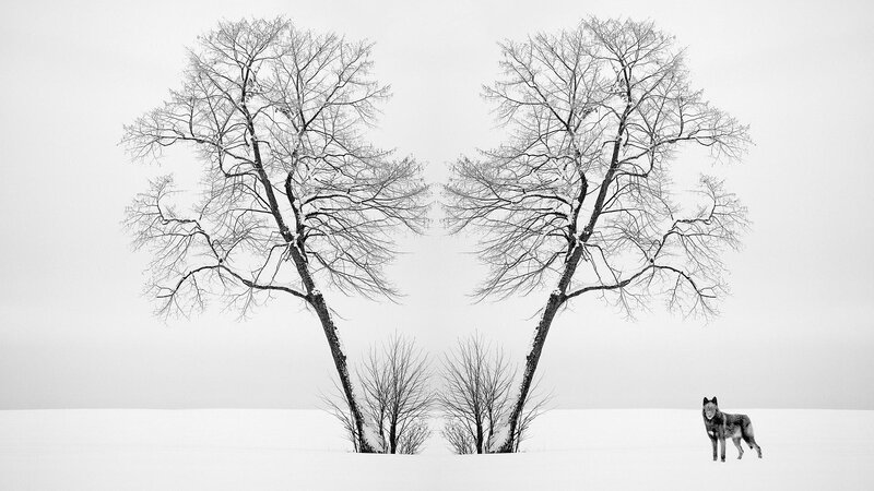 Wolf in Snow — Black, Serene, Winter