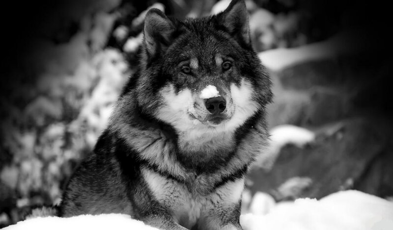Wolf in Snow — Black, Serious