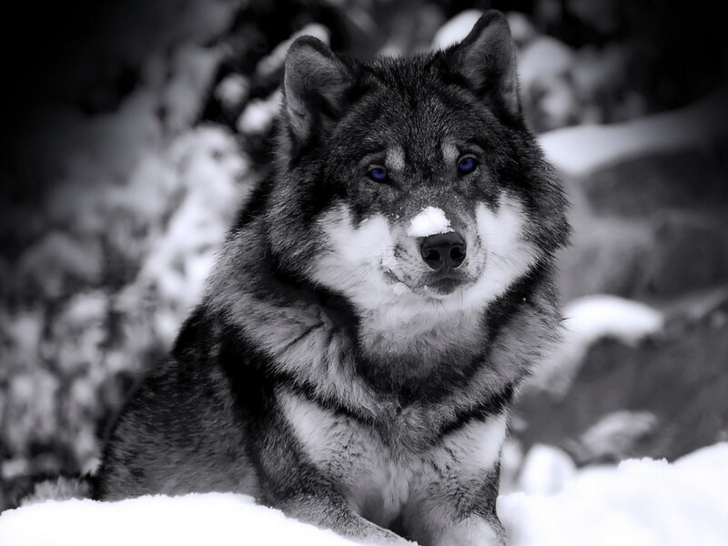 Wolf in Snow — Black, Serious, Winter, Photograph
