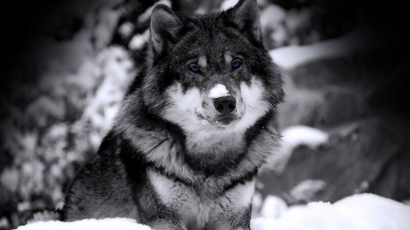 Wolf in Snow — Black, Serious, Winter