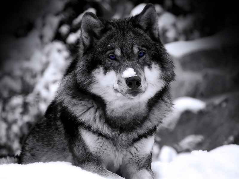 Wolf in Snow — Black