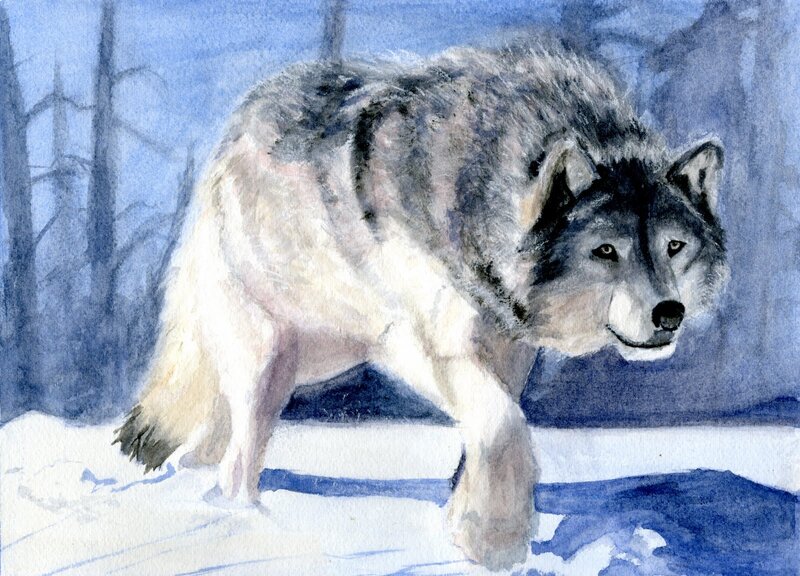 Wolf in Snow — Blue, Cold
