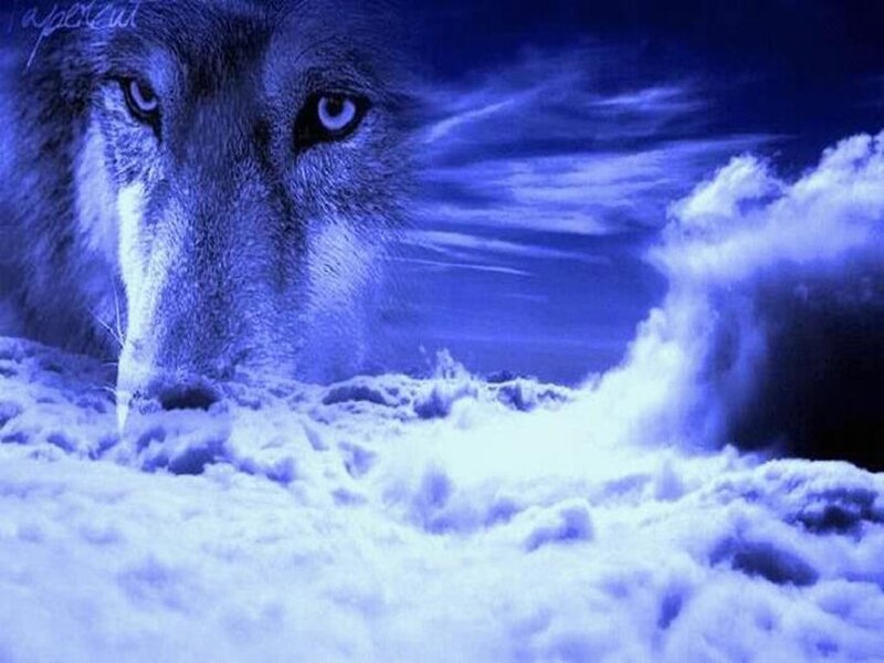 Wolf in Snow — Blue, Dramatic, Night