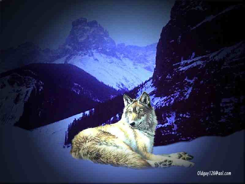 Wolf in Snow — Blue, Dramatic