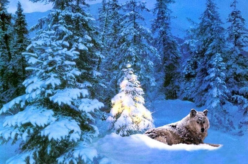 Wolf in Snow — Blue