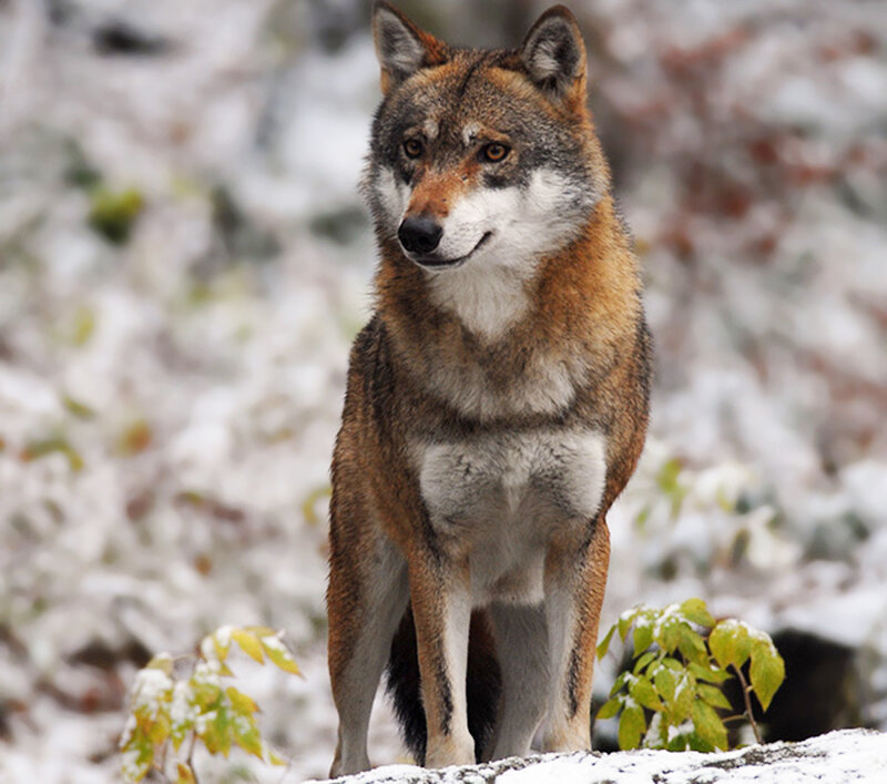 Wolf in Snow — Brown, Alert