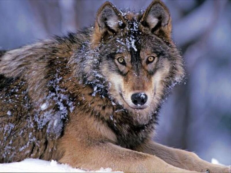 Wolf in Snow — Brown, Alert, Winter, Photograph, Forest