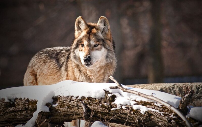 Wolf in Snow — Brown, Alert, Winter, Photograph, Log