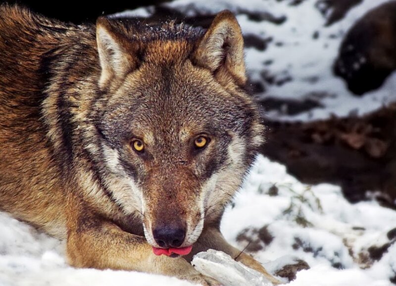 Wolf in Snow — Brown, Alert, Winter, Photograph, Rock