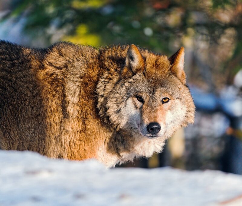 Wolf in Snow — Brown, Alert, Winter, Photograph, Trees, White