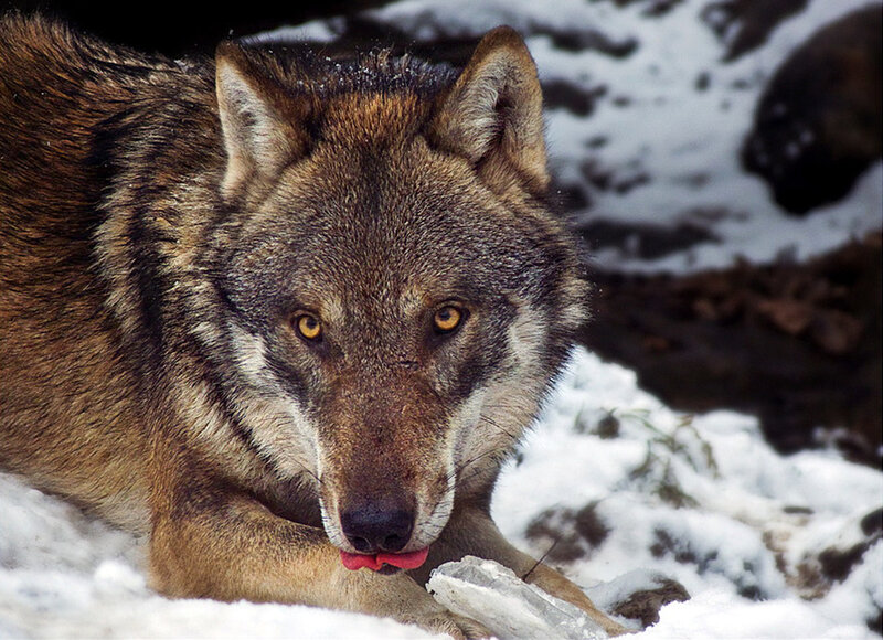 Wolf in Snow — Brown, Alert, Winter