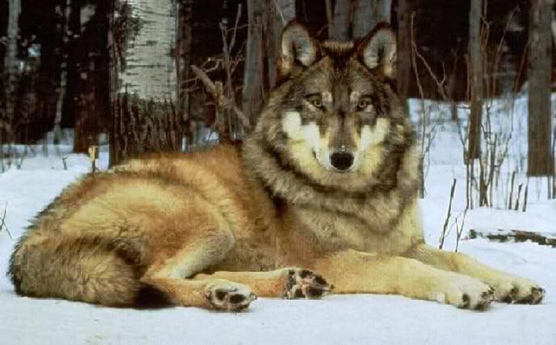 Wolf in Snow — Brown, Calm