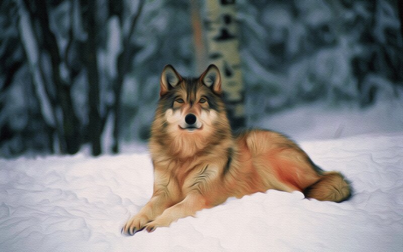 Wolf in Snow — Brown, Calm, Winter, Digital Art
