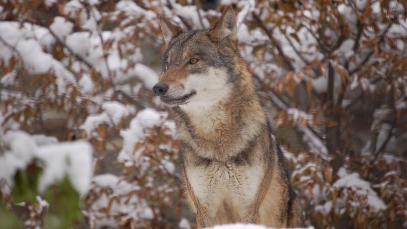 Wolf in Snow — Brown, Calm, Winter, Photograph, Branches