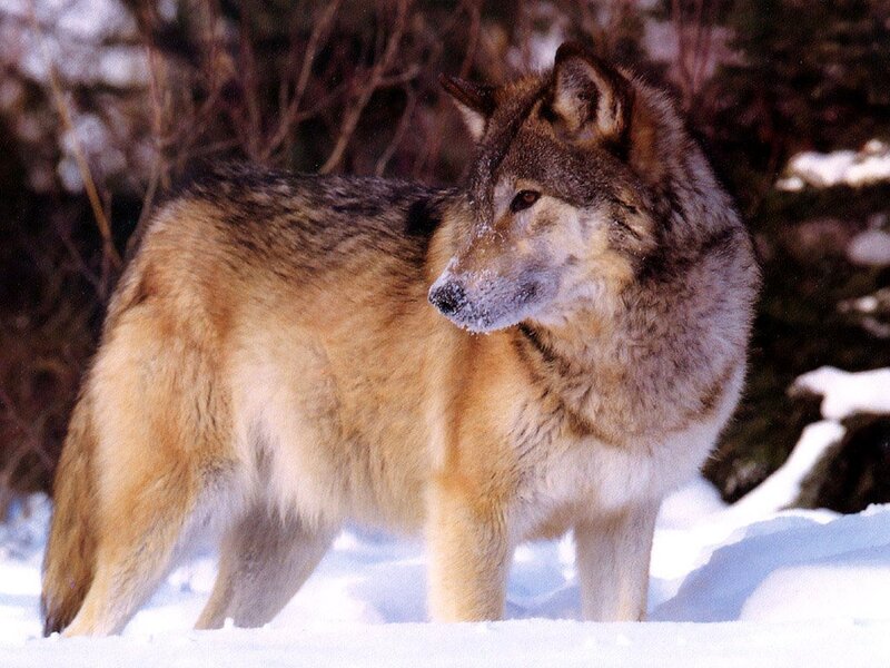Wolf in Snow — Brown, Calm, Winter, Photograph