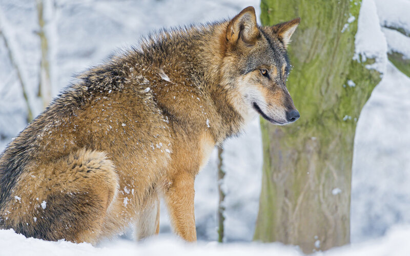 Wolf in Snow — Brown, Calm, Winter, Photograph, Tree