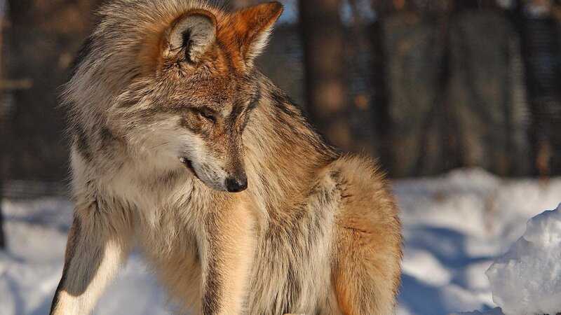 Wolf in Snow — Brown, Calm, Winter, Photograph, Trees