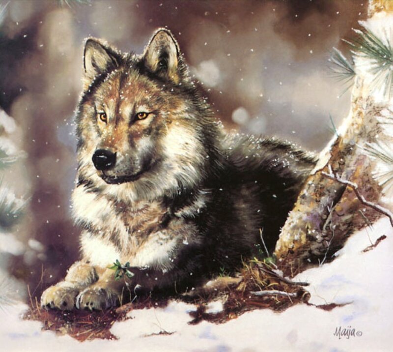 Wolf in Snow — Brown, Calm, Winter