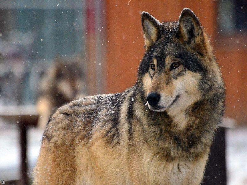 Wolf in Snow — Brown, Cold