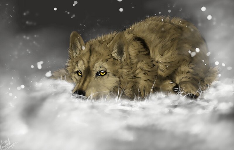 Wolf in Snow — Brown, Dramatic, Winter