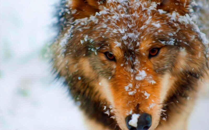Wolf in Snow — Brown, Intense