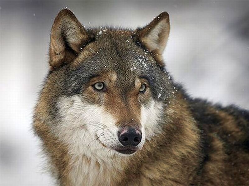 Wolf in Snow — Brown, Serious