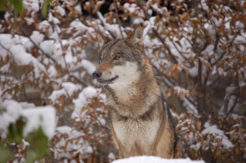 Wolf in Snow — Brown