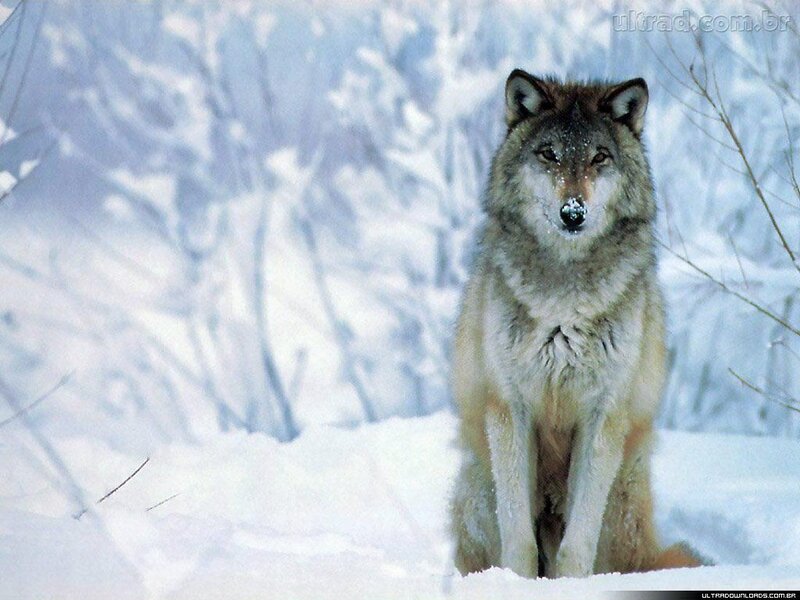 Wolf in Snow — Calm, Winter