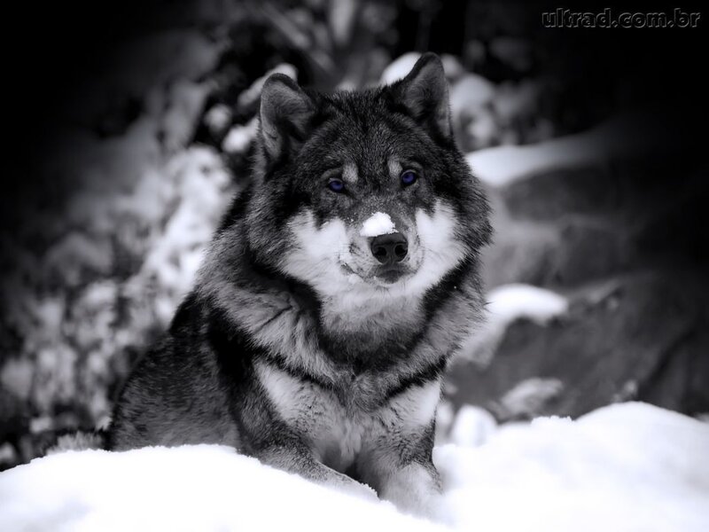 Wolf in Snow — Dramatic, Photograph