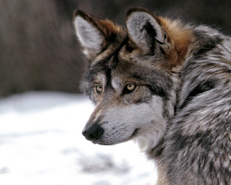 Wolf in Snow — Gray, Alert