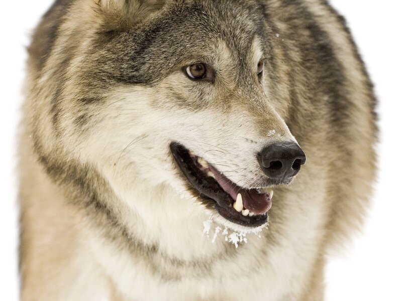 Wolf in Snow — Gray, Alert, Winter, Photograph, Fur