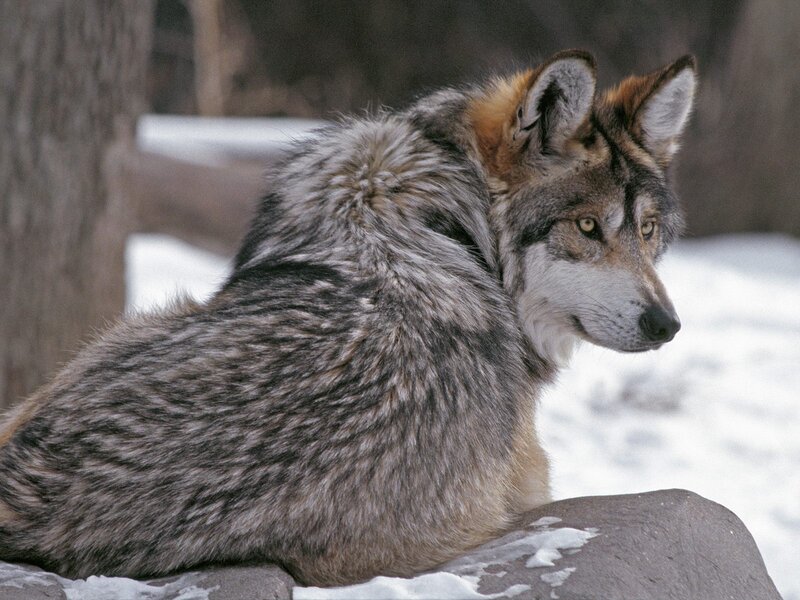 Wolf in Snow — Gray, Alert, Winter, Photograph, Rock