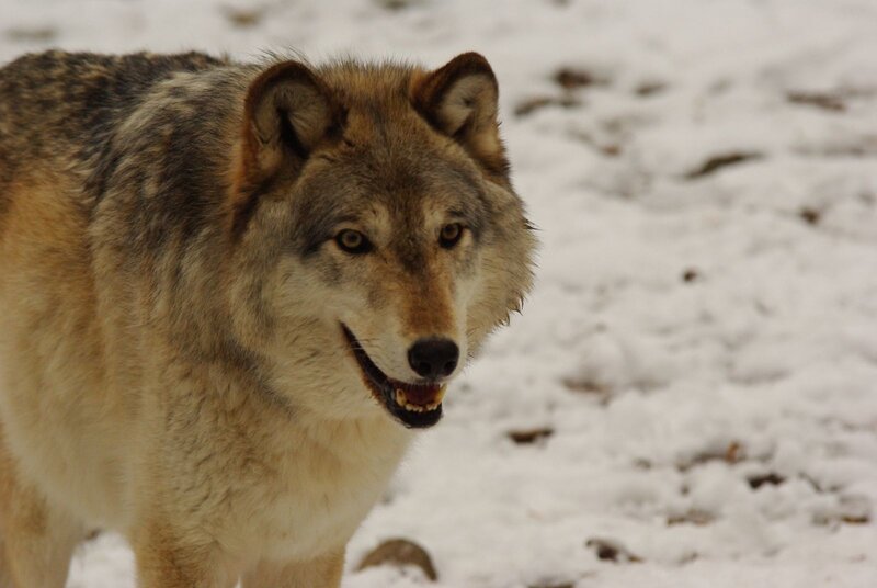 Wolf in Snow — Gray, Alert, Winter, Photograph