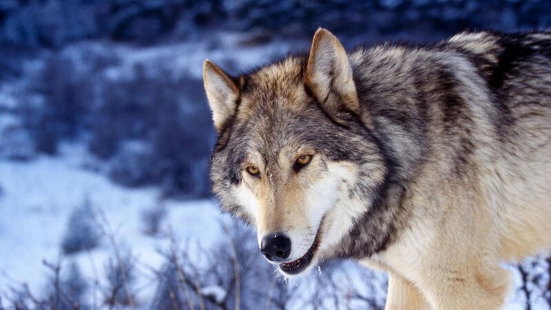 Wolf in Snow — Gray, Alert, Winter, Photograph, Trees, Forest, White, Brown