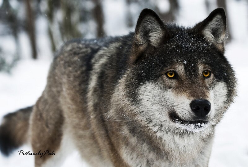 Wolf in Snow — Gray, Alert, Winter, Photograph, Trees