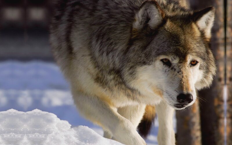 Wolf in Snow — Gray, Alert, Winter