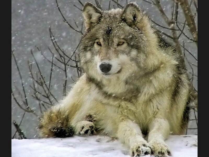 Wolf in Snow — Gray, Calm