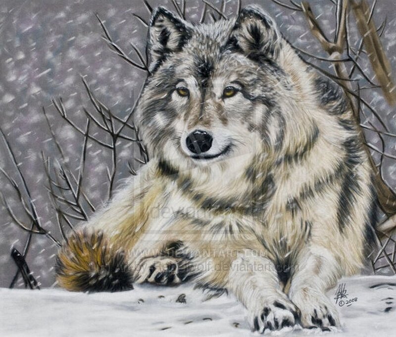 Wolf in Snow — Gray, Calm, Winter, Digital Art