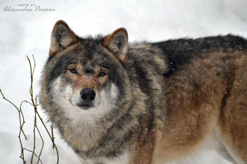 Wolf in Snow — Gray, Calm, Winter, Photograph, Branches
