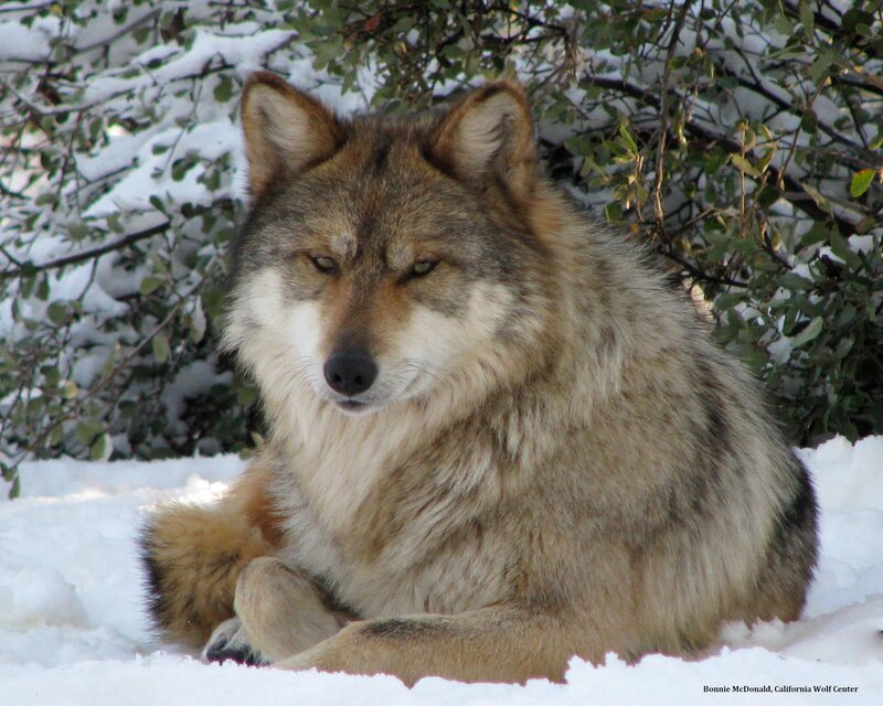 Wolf in Snow — Gray, Calm, Winter, Photograph, Bushes