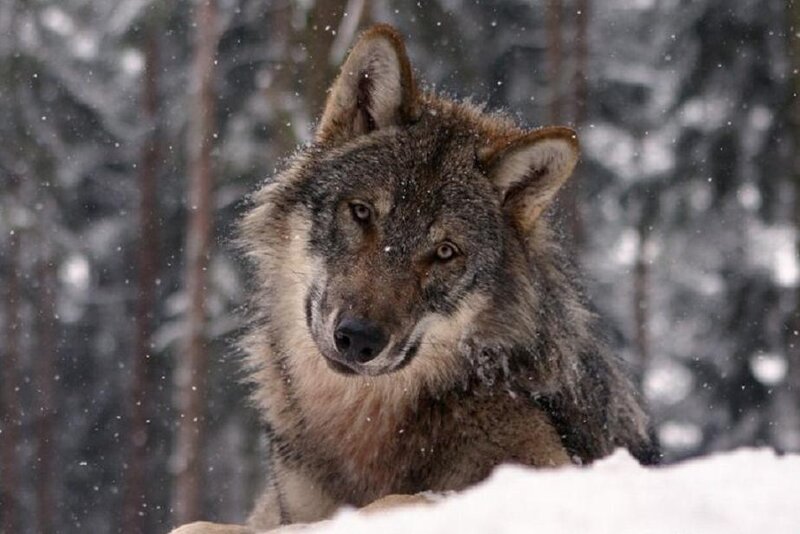 Wolf in Snow — Gray, Calm, Winter, Photograph, Forest