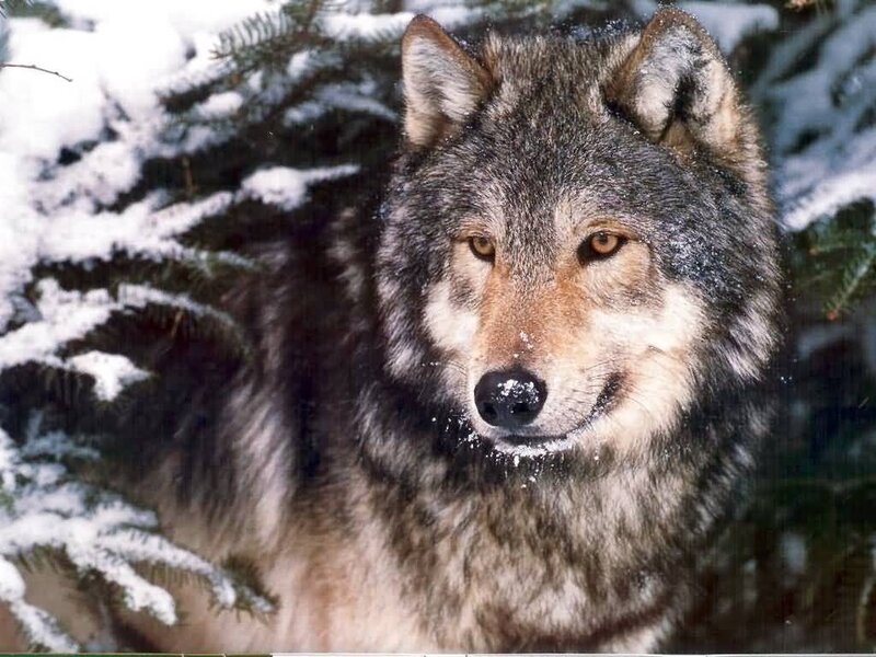 Wolf in Snow — Gray, Calm, Winter, Photograph, Pine Tree