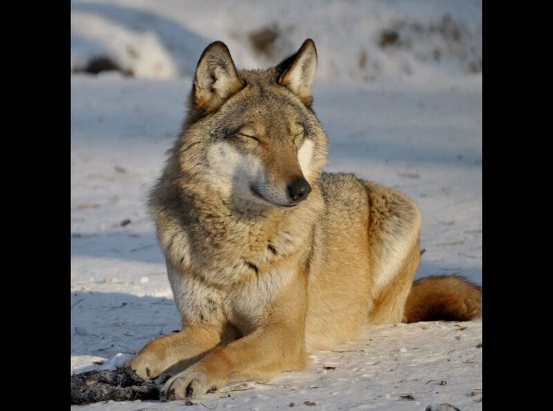 Wolf in Snow — Gray, Calm, Winter, Photograph, Sunlight
