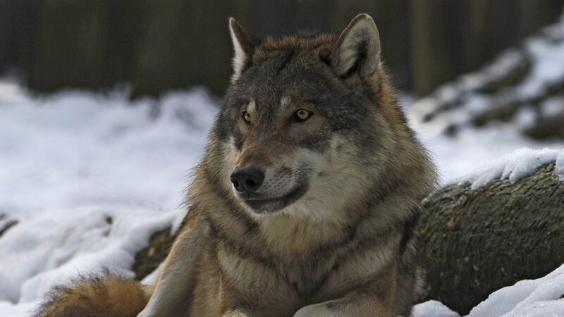 Wolf in Snow — Gray, Calm, Winter, Photograph, Tree Trunk