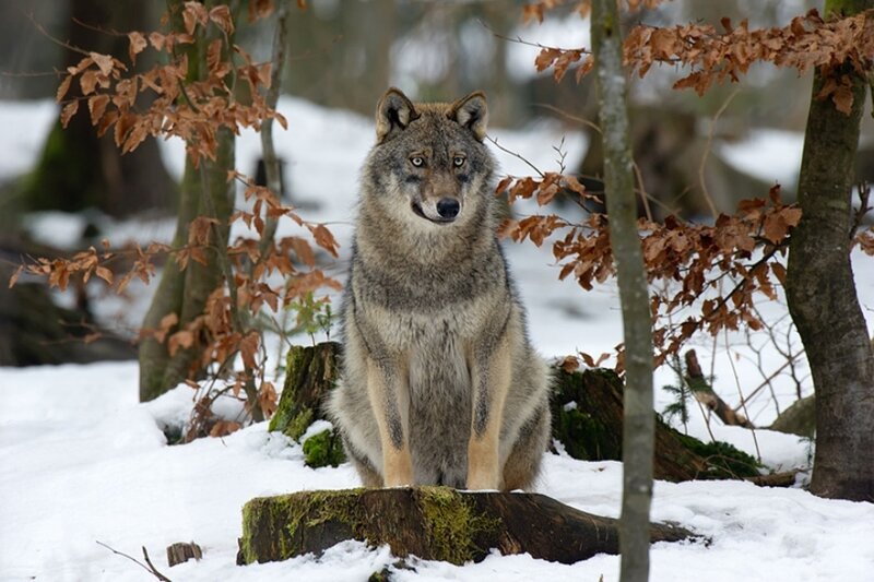 Wolf in Snow — Gray, Calm, Winter, Photograph, Trees